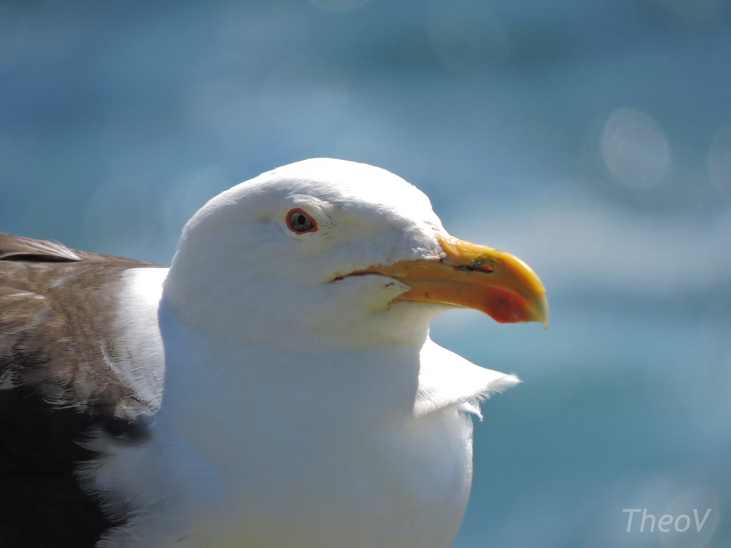 Great black-backed gull - Great Saltee [2016]