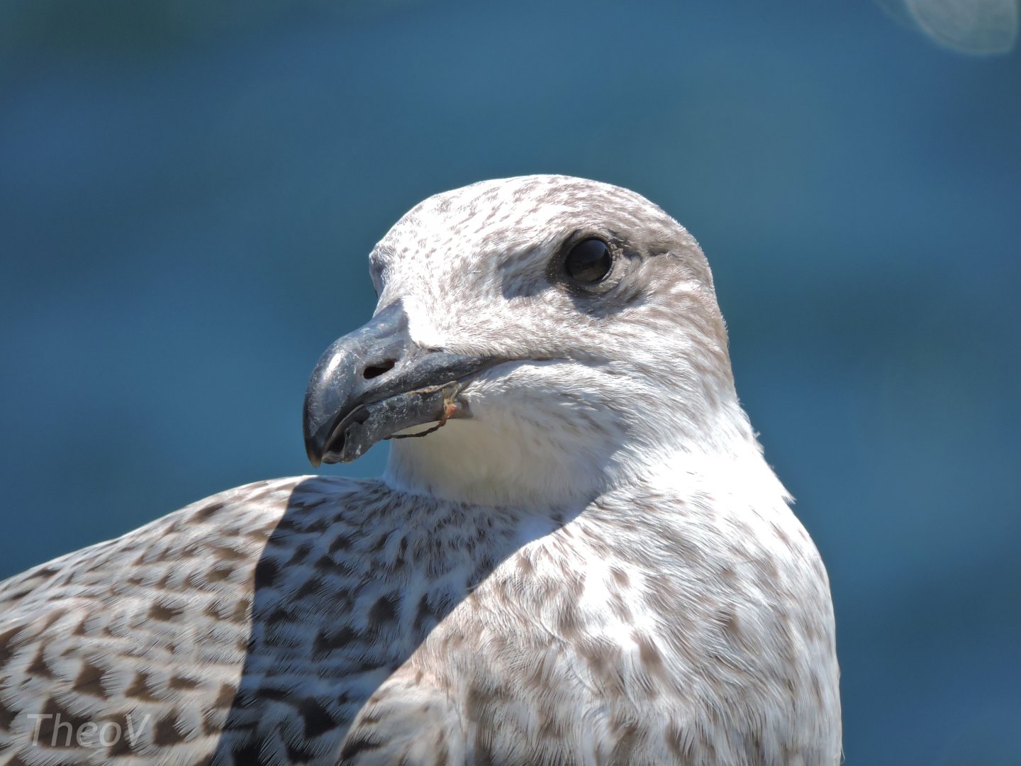 Great black-backed gull - Great Saltee [2016]
