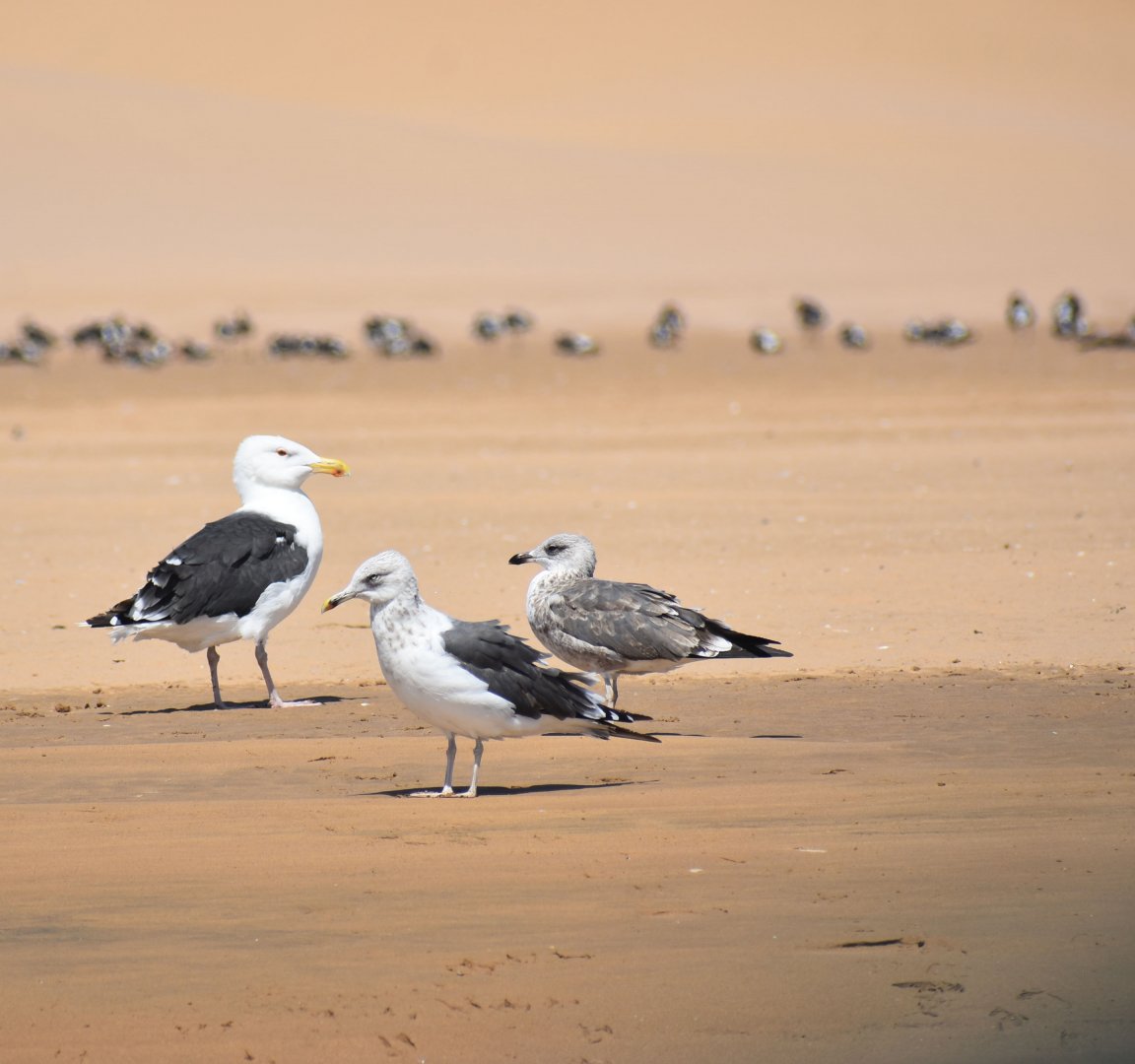 Great black-backed gull - (Lagune de Khnifiss)