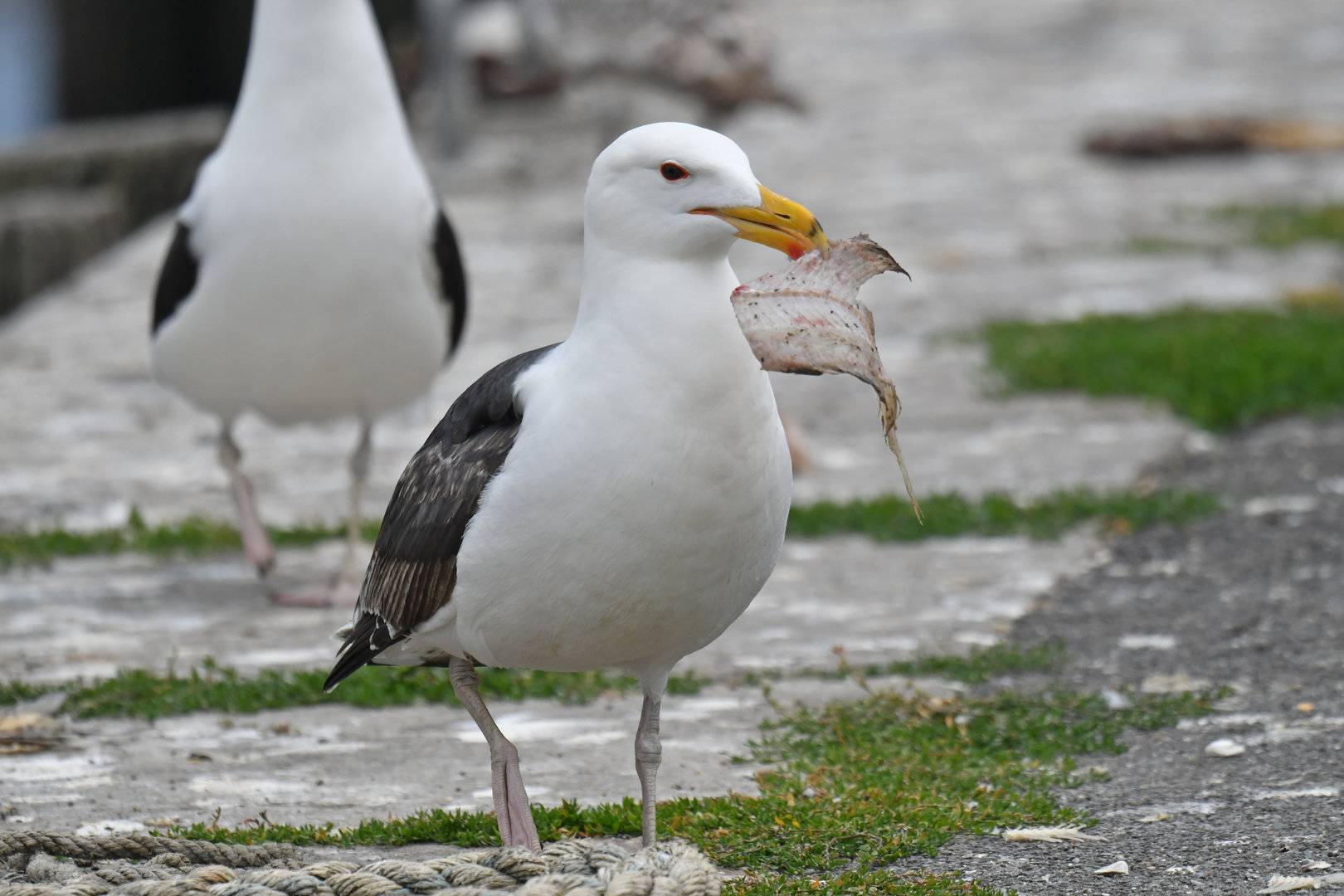 Great Black-backed Gull Larus marinus