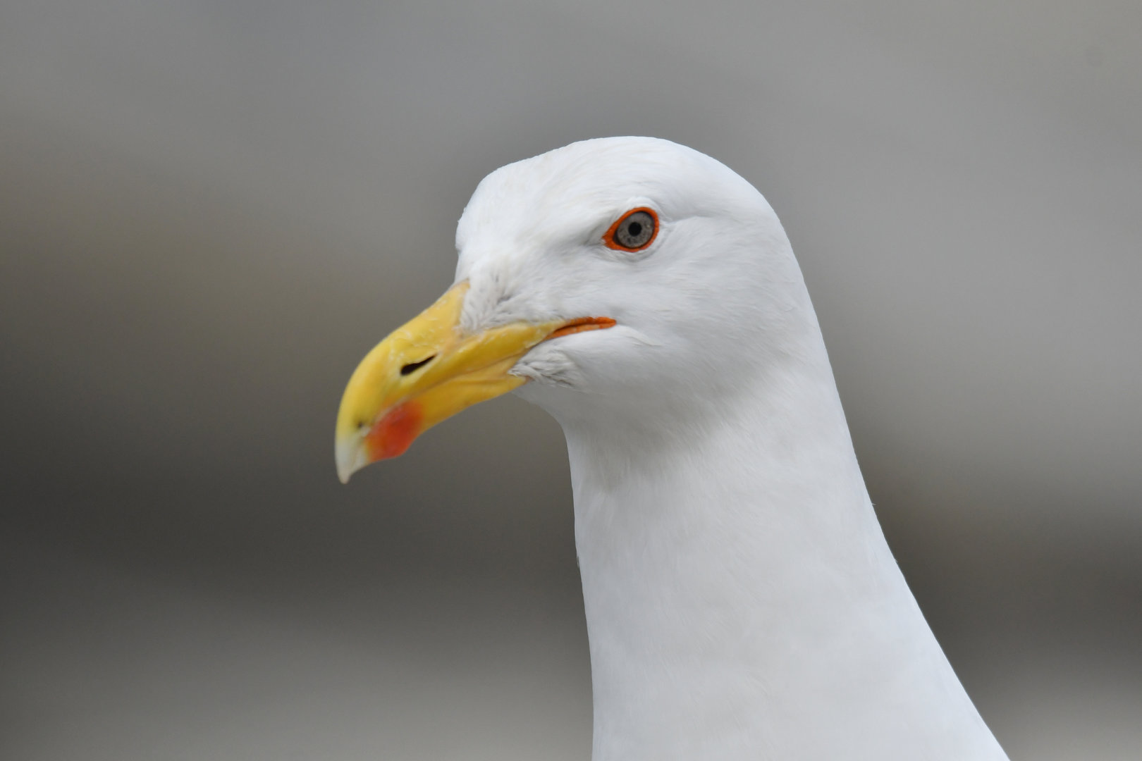 Great Black-backed Gull Larus marinus