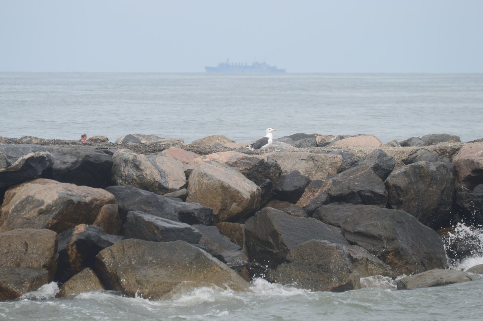 Great Black-backed Gull (Larus marinus)