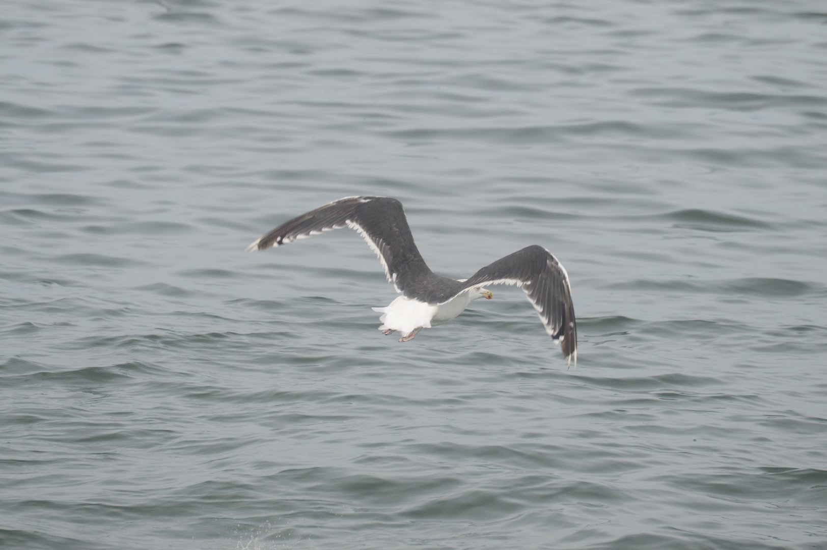 Great Black-backed Gull (Larus marinus)