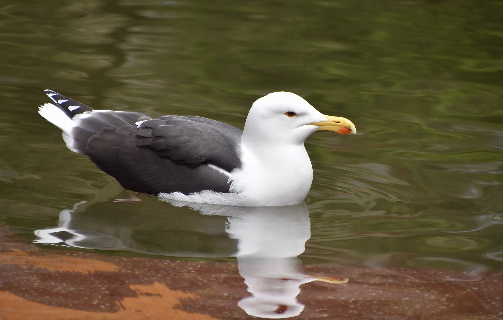 Great Black-Backed Gull (Larus marinus)