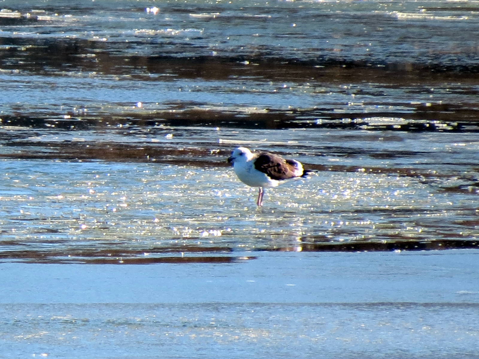 Great Black-backed Gull