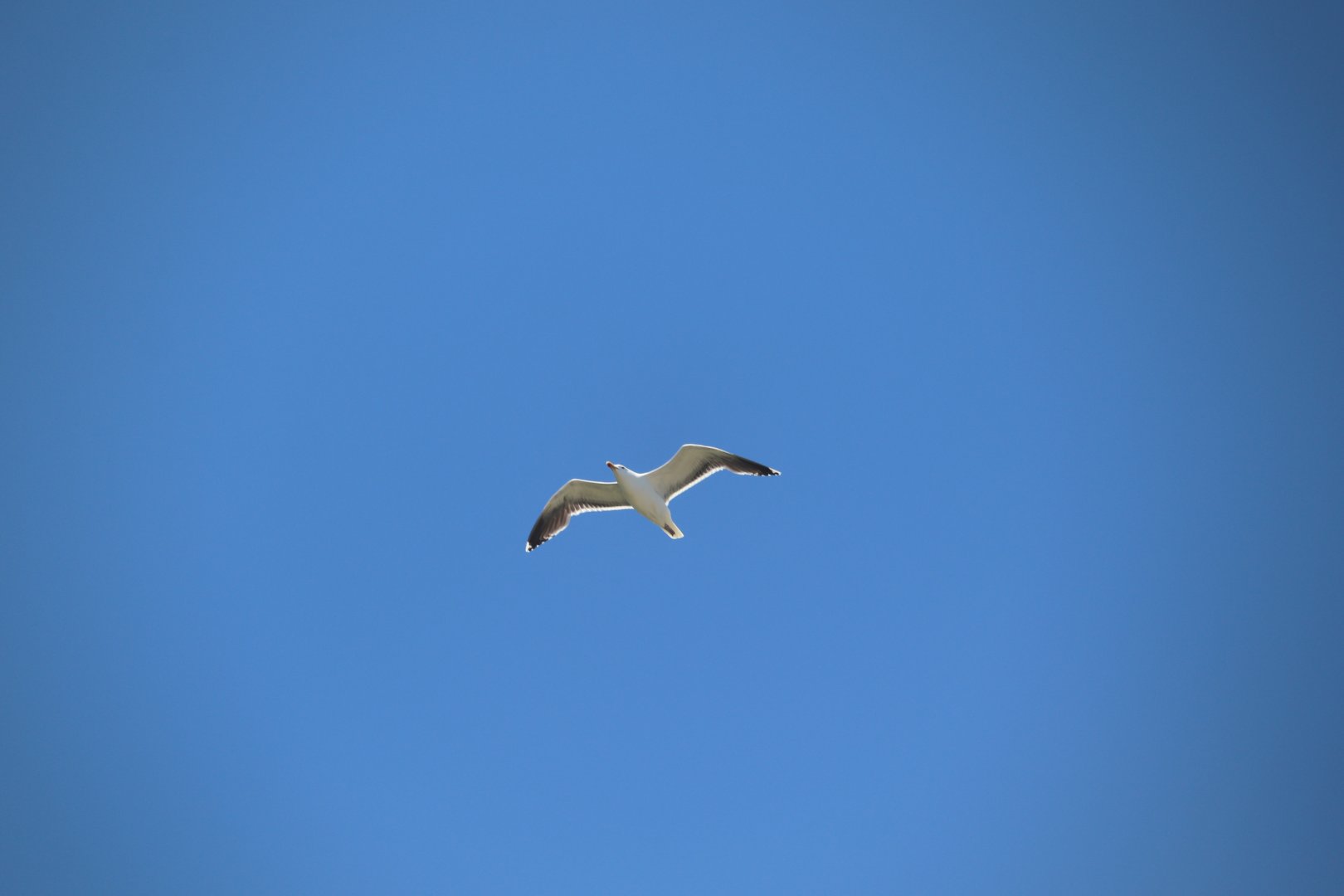 Great Black-Backed Gull