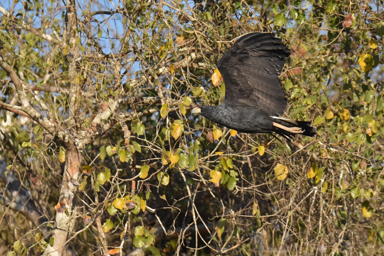 Great Black Hawk (Buteogallus urubitinga)