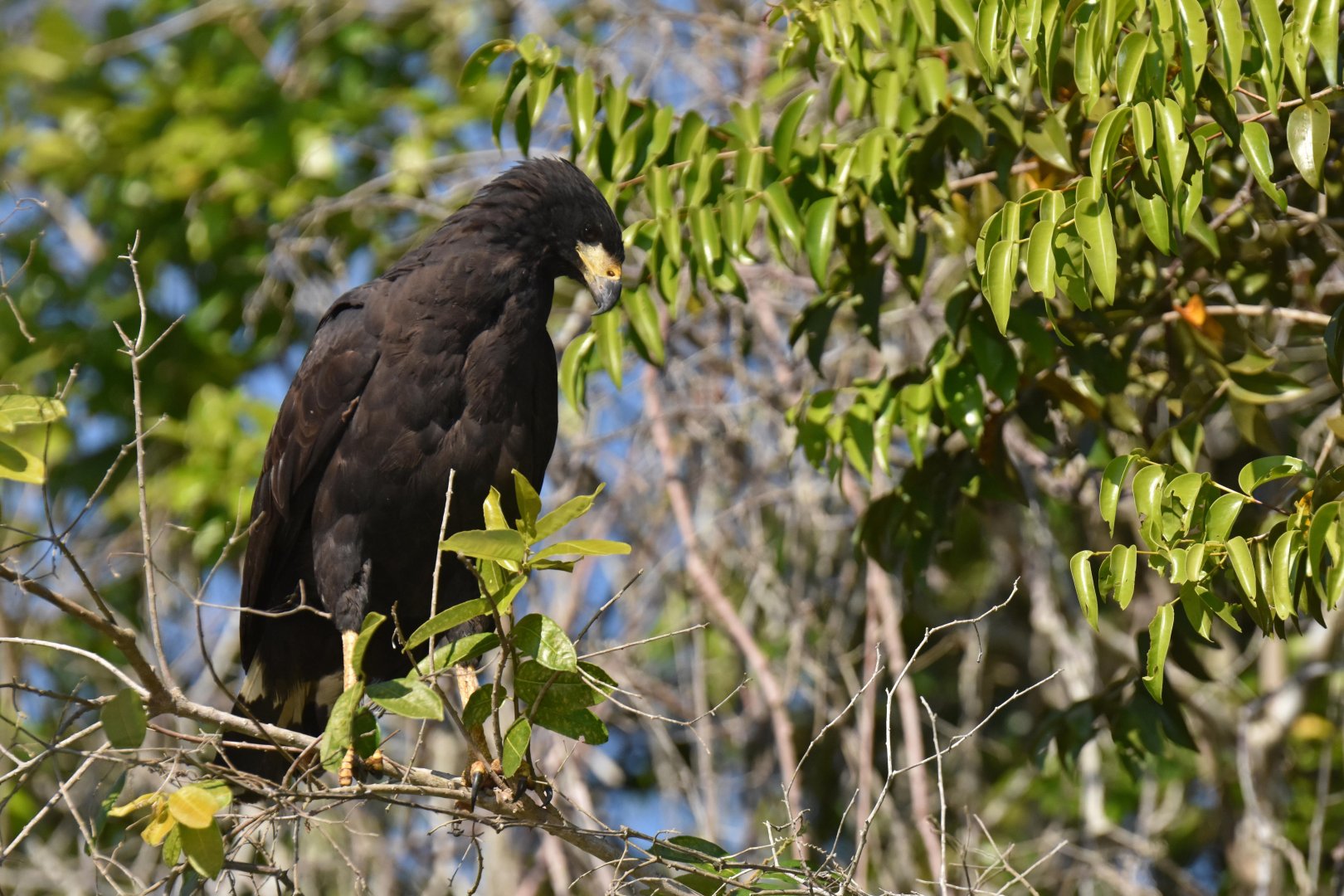 Great Black Hawk (Buteogallus urubitinga)