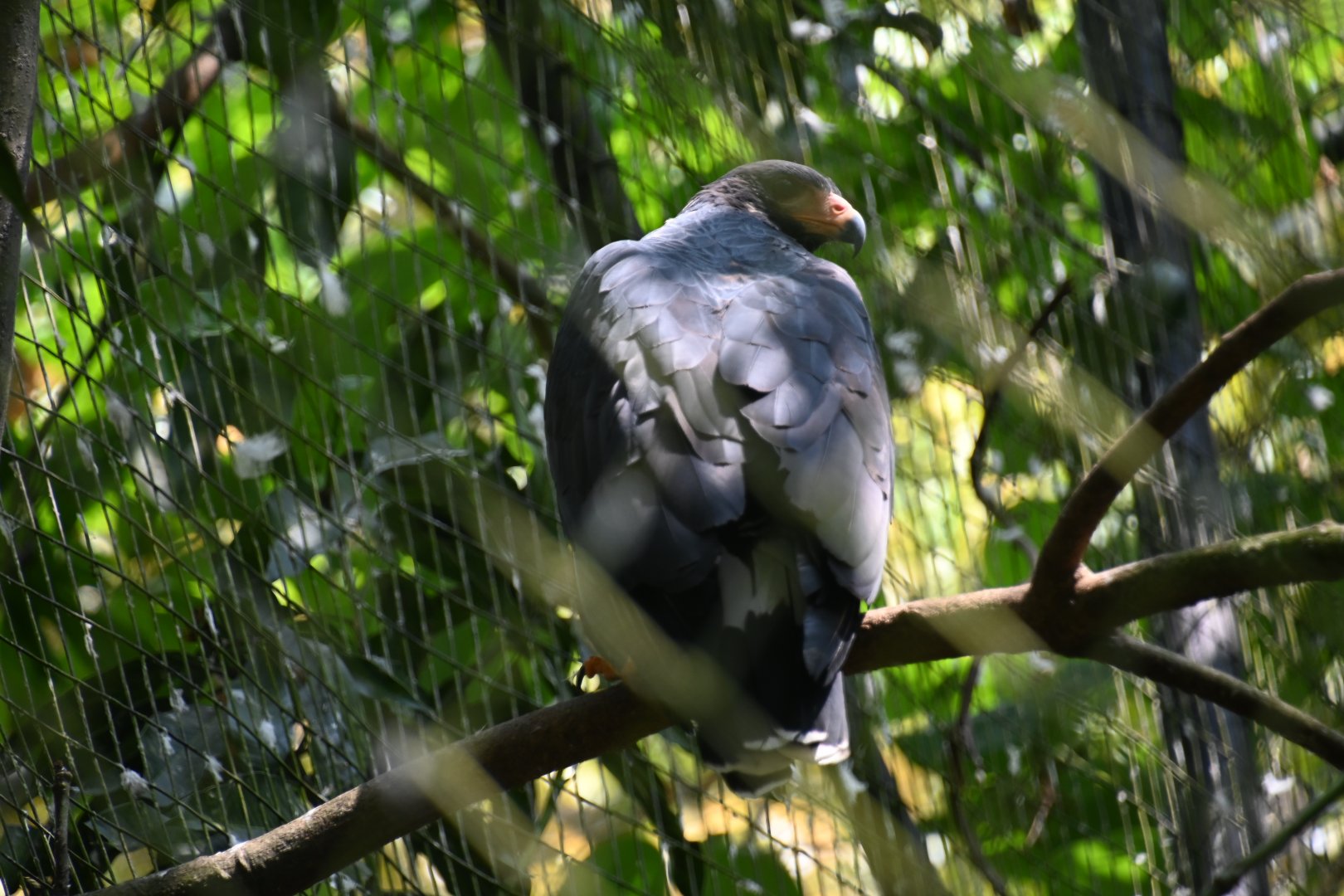 Great black hawk (Buteogallus urubitinga)