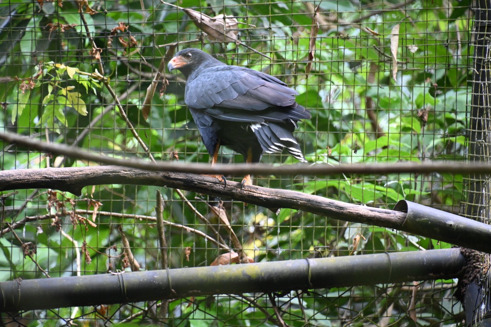 Great black hawk (Buteogallus urubitinga)