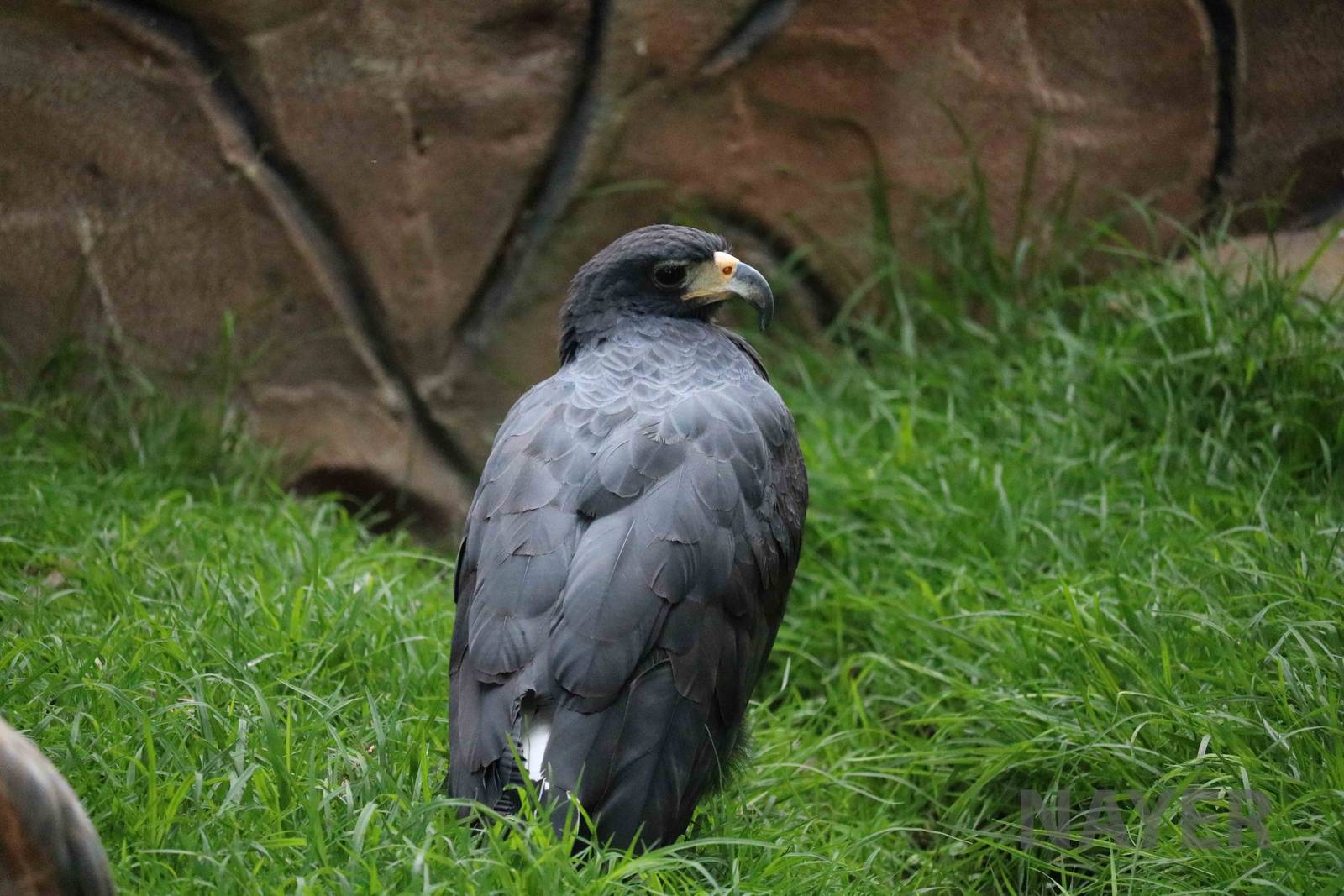 Great black hawk, March 2016