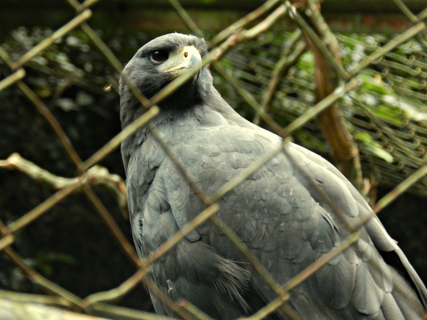 Great black hawk - Zoo São Paulo
