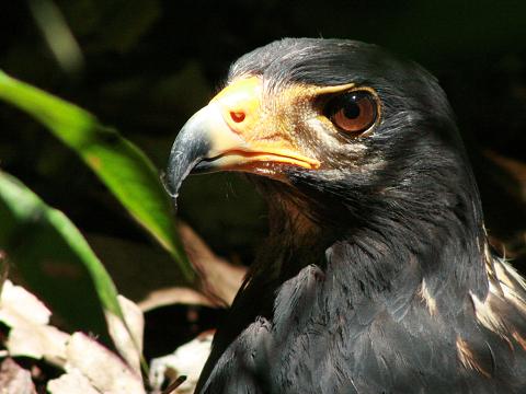 Great Black-hawk