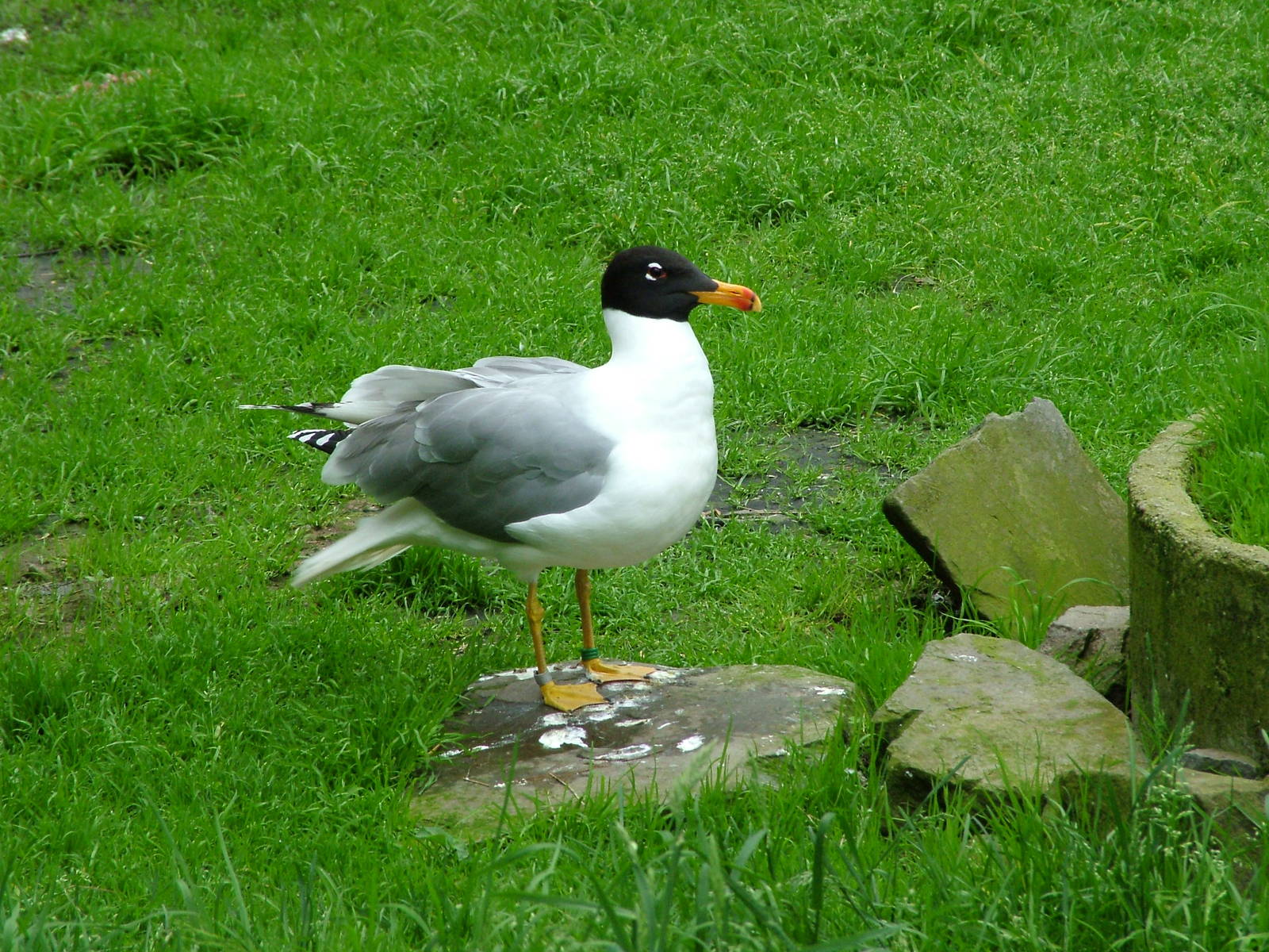 Great Black-headed Gull at Olomouc 30/05/09