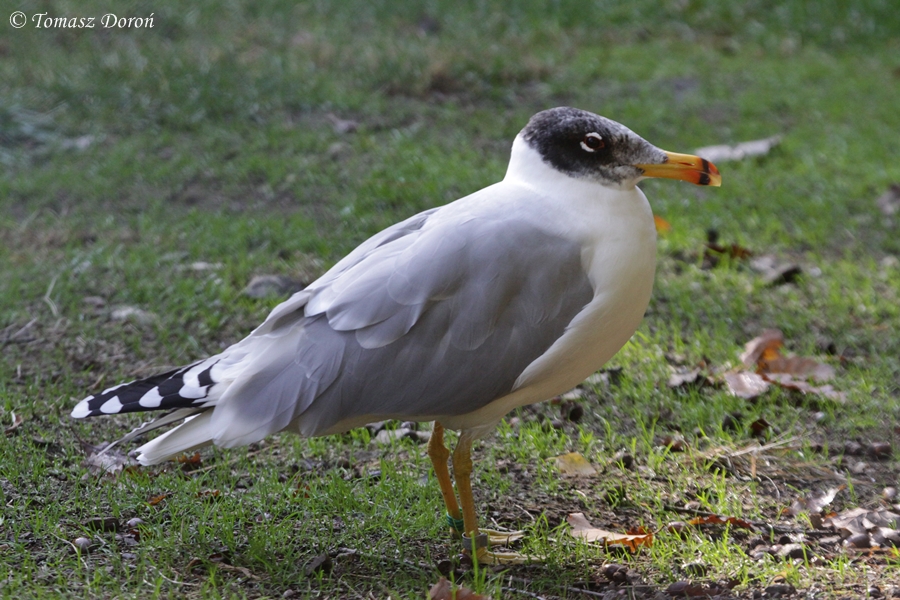 Great Black-headed Gull (Ichthyaetus ichthyaetus)