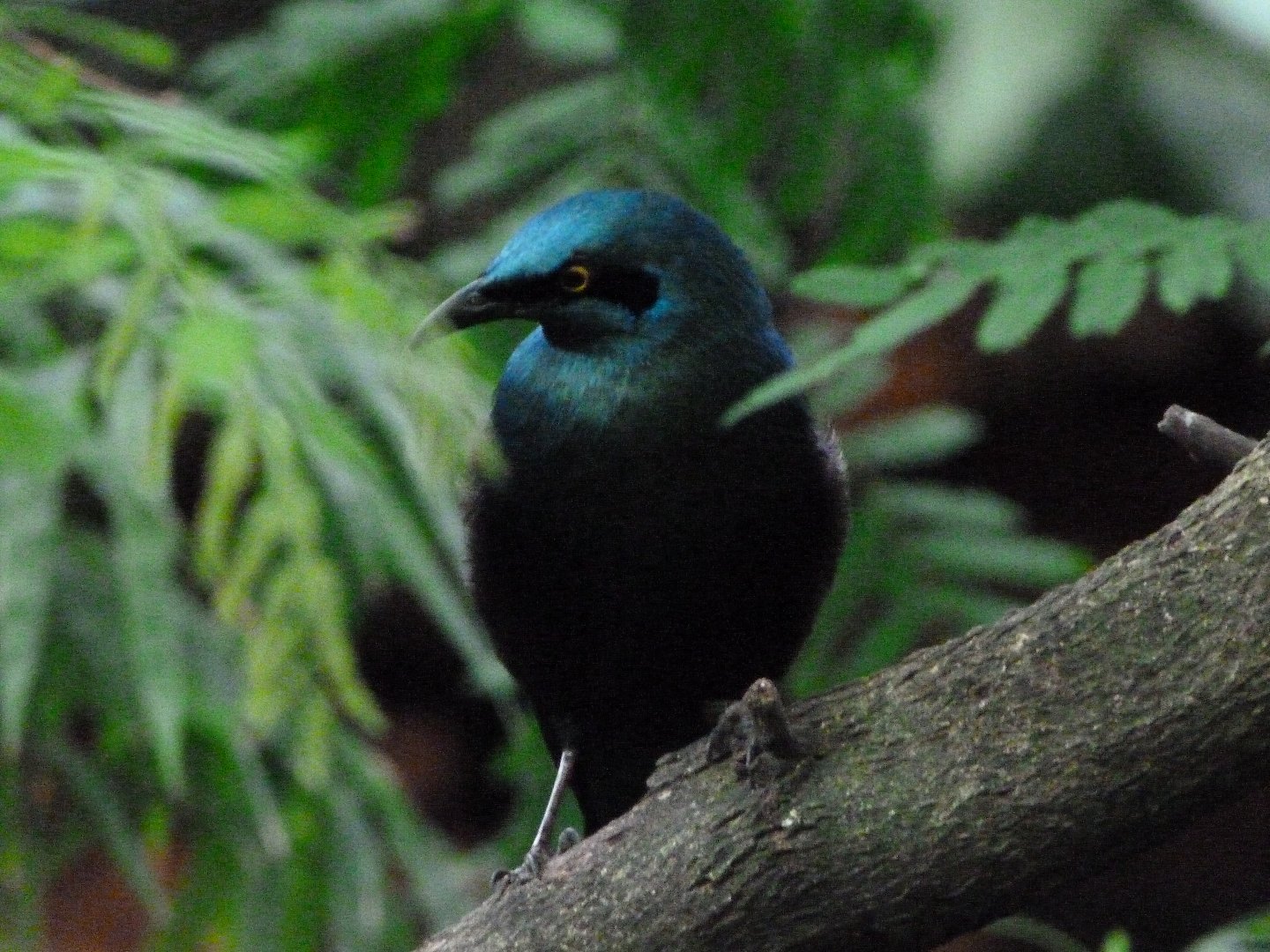 Great blue-eared glossy-starling -ZooParc de Beauval (2025)