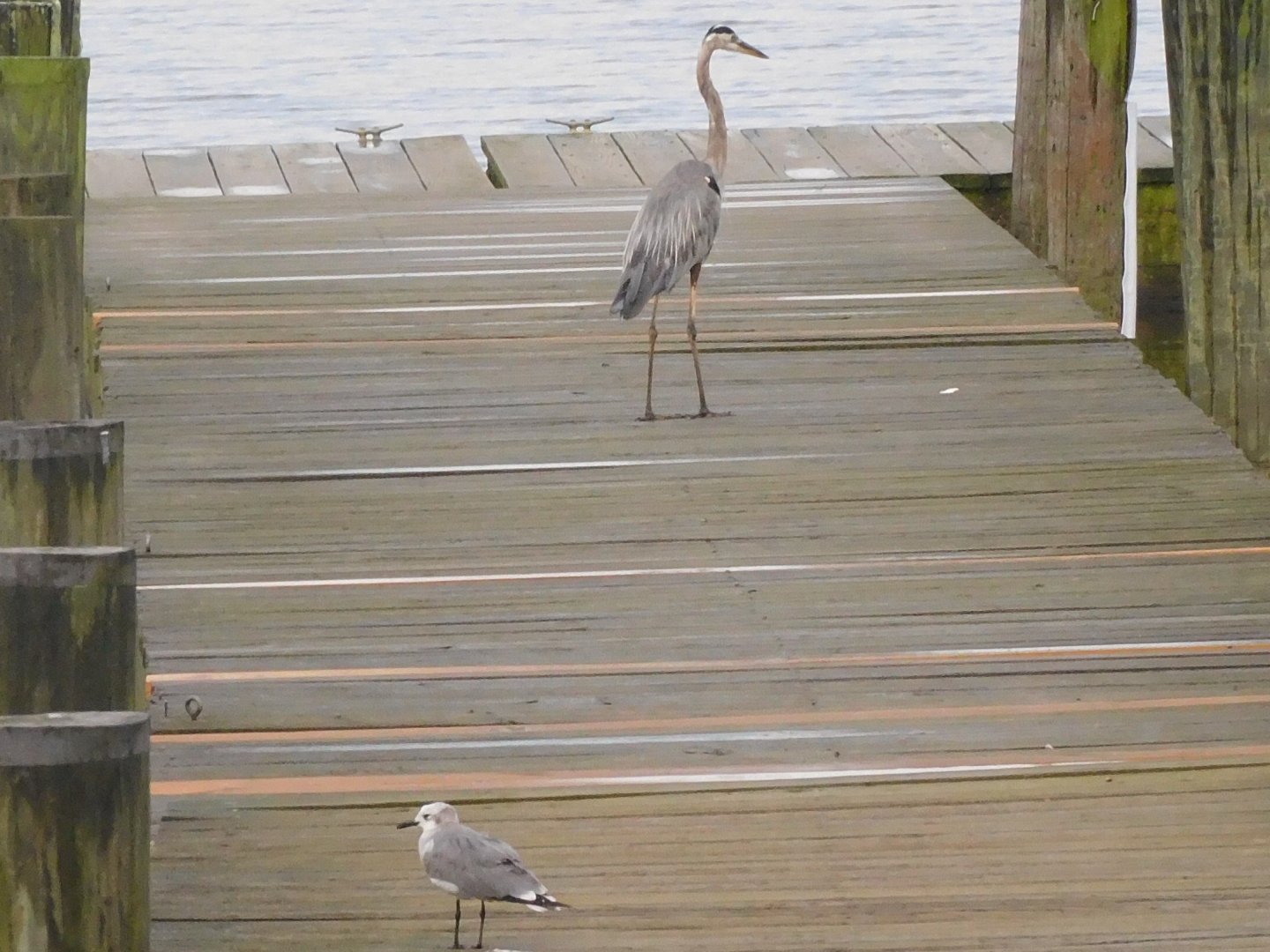 Great blue heron and a seagull
