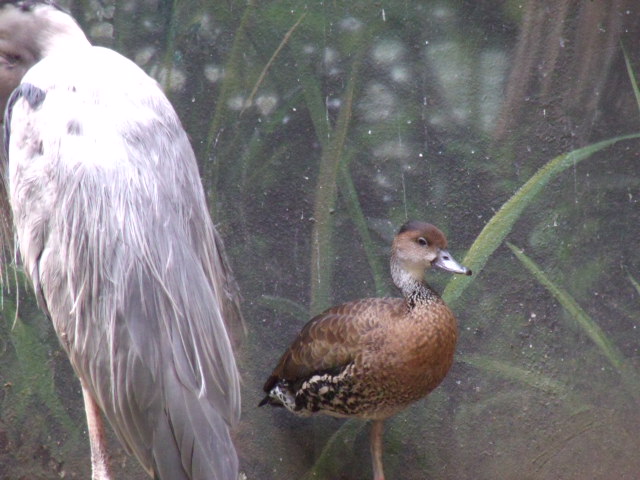 Great Blue Heron and West Indian Whistling Duck