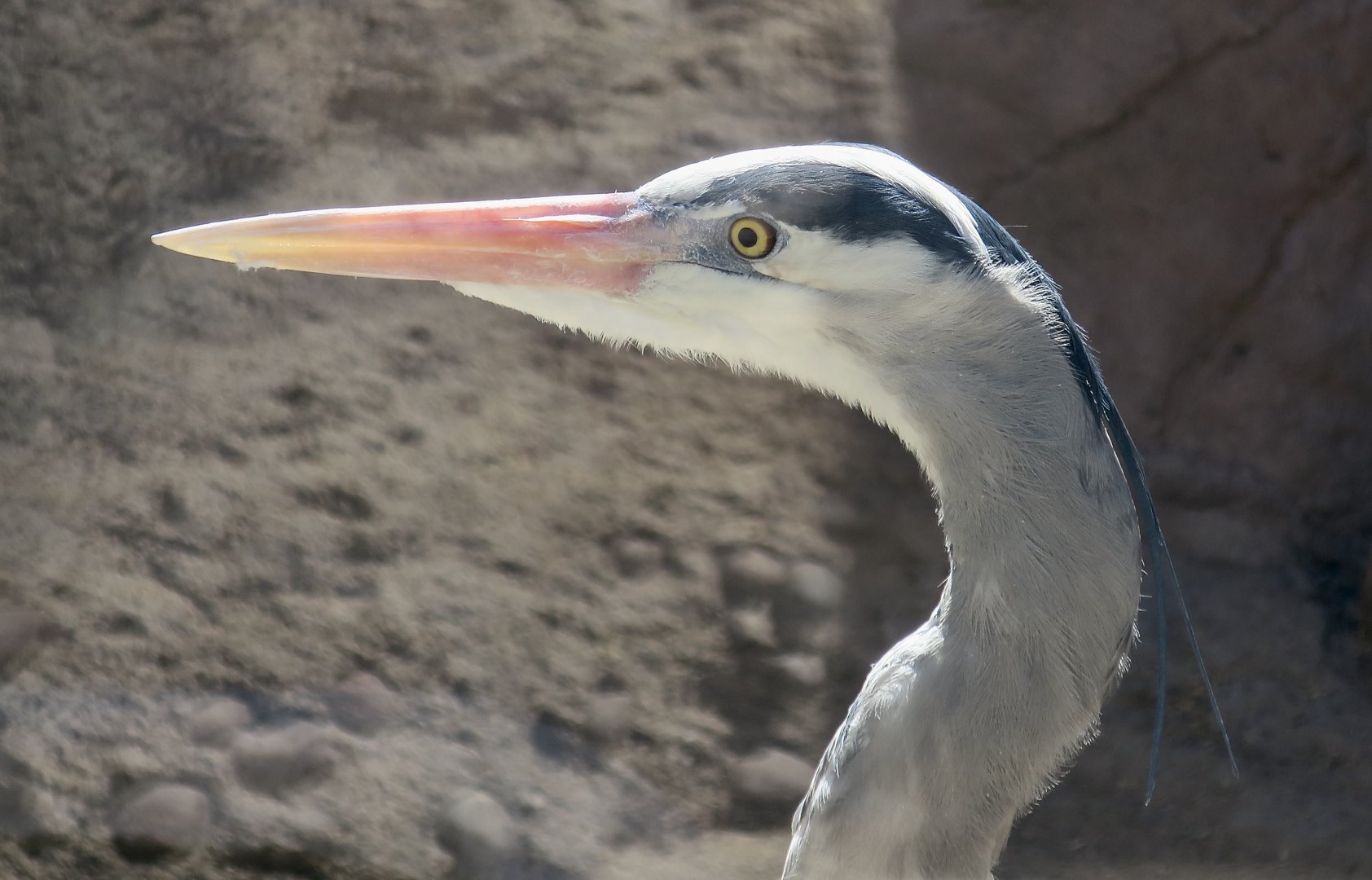 Great Blue Heron (Ardea herodias herodias)