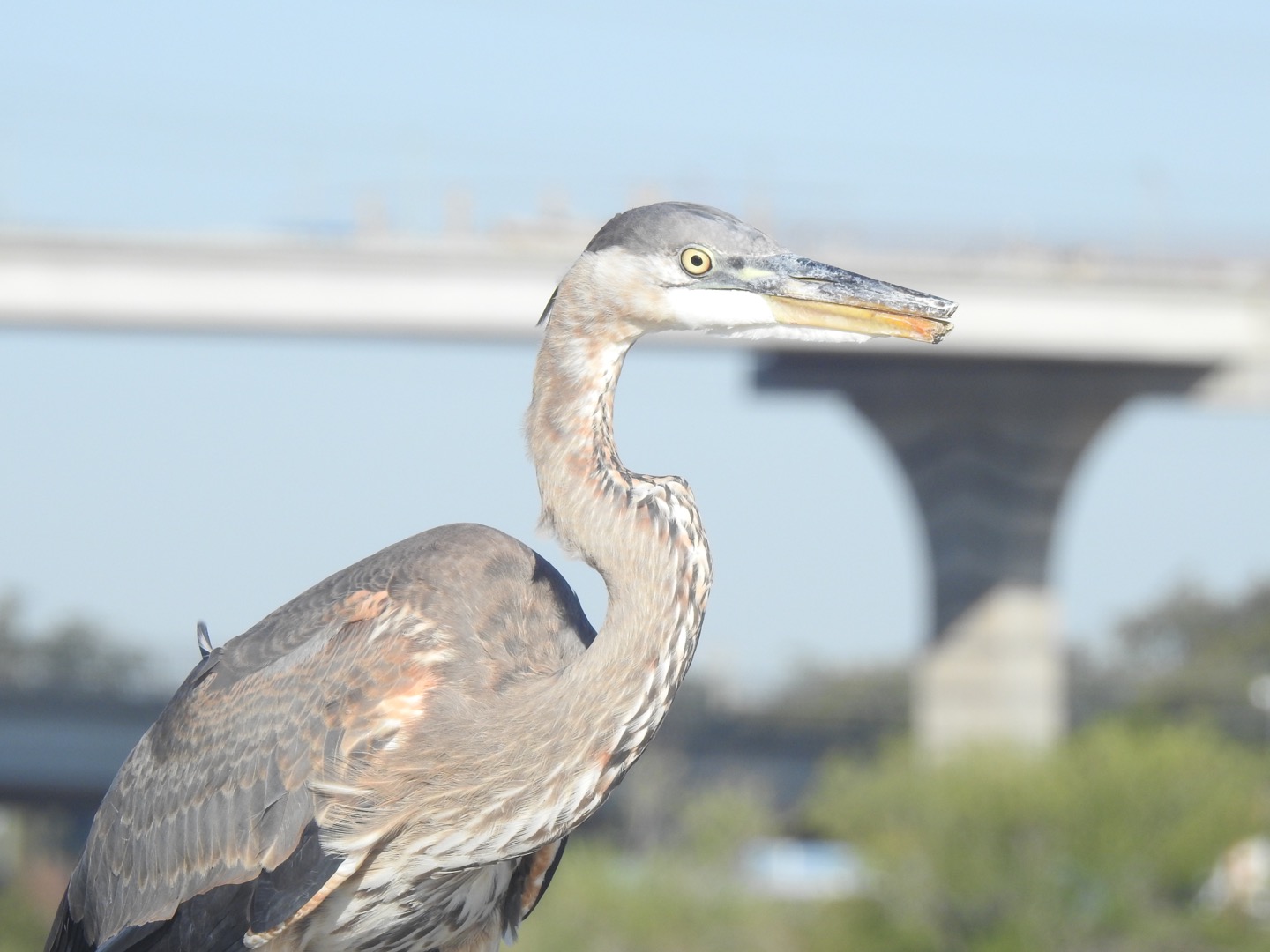 Great Blue Heron (Ardea herodias wardi) (broken bill)