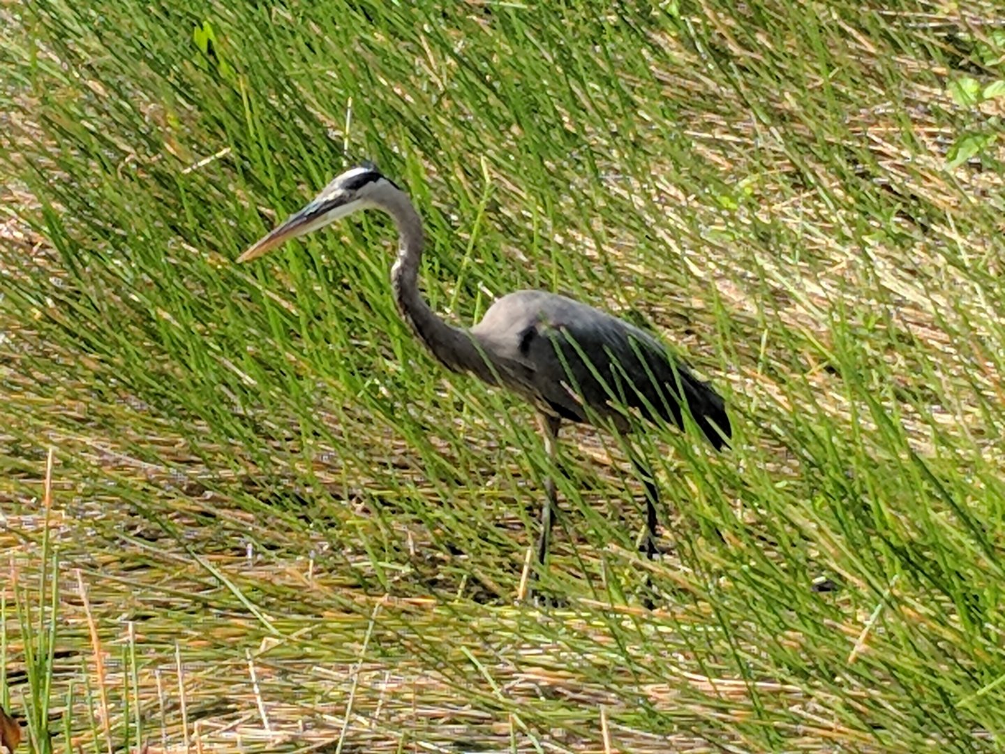 Great blue heron (Ardea herodias)