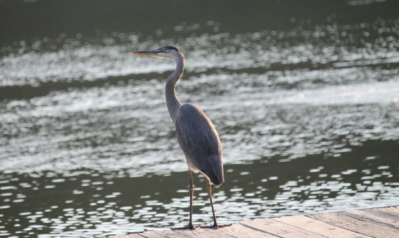 Great Blue Heron (Ardea herodias)