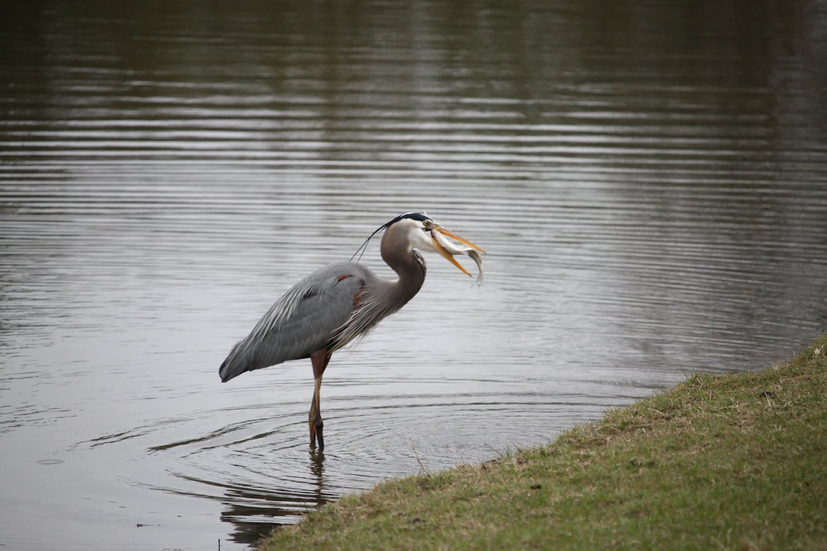 Great Blue Heron (Ardea herodias)