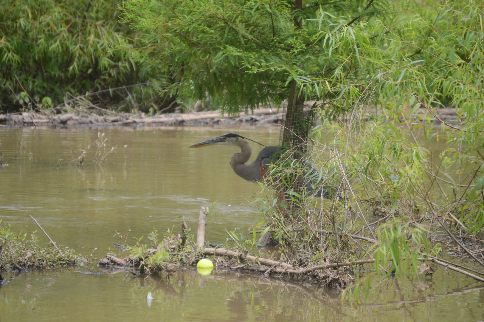 Great Blue Heron (Ardea herodias)