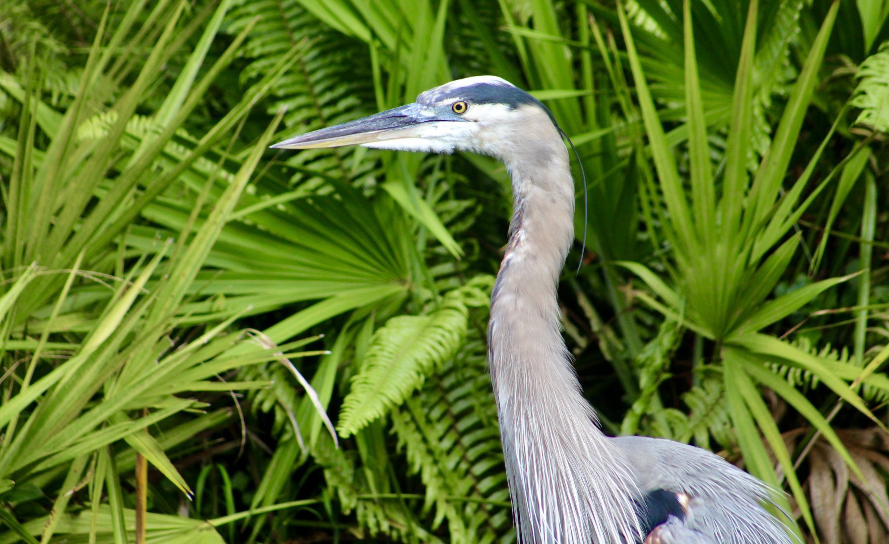 Great Blue Heron (Ardea herodias)