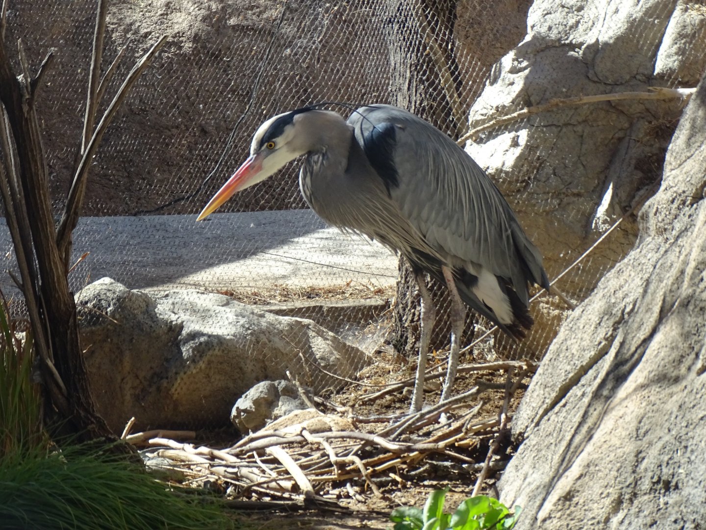 Great blue heron (Ardea herodias)
