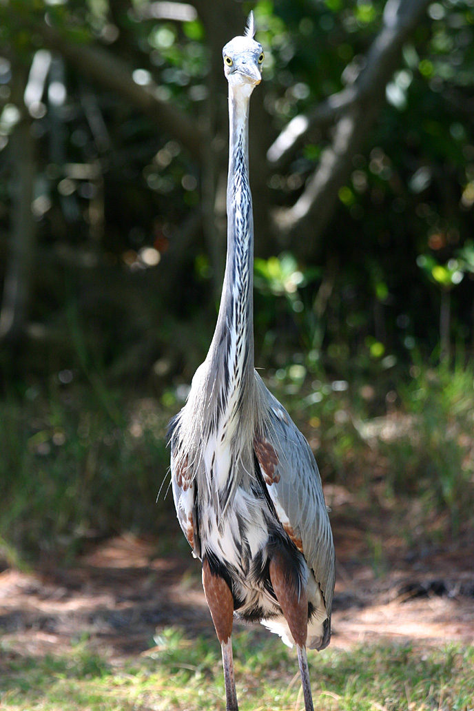 Great Blue Heron at Fort De Soto, Fl