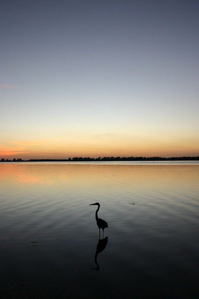 Great Blue Heron at Fort De Soto, Fl.