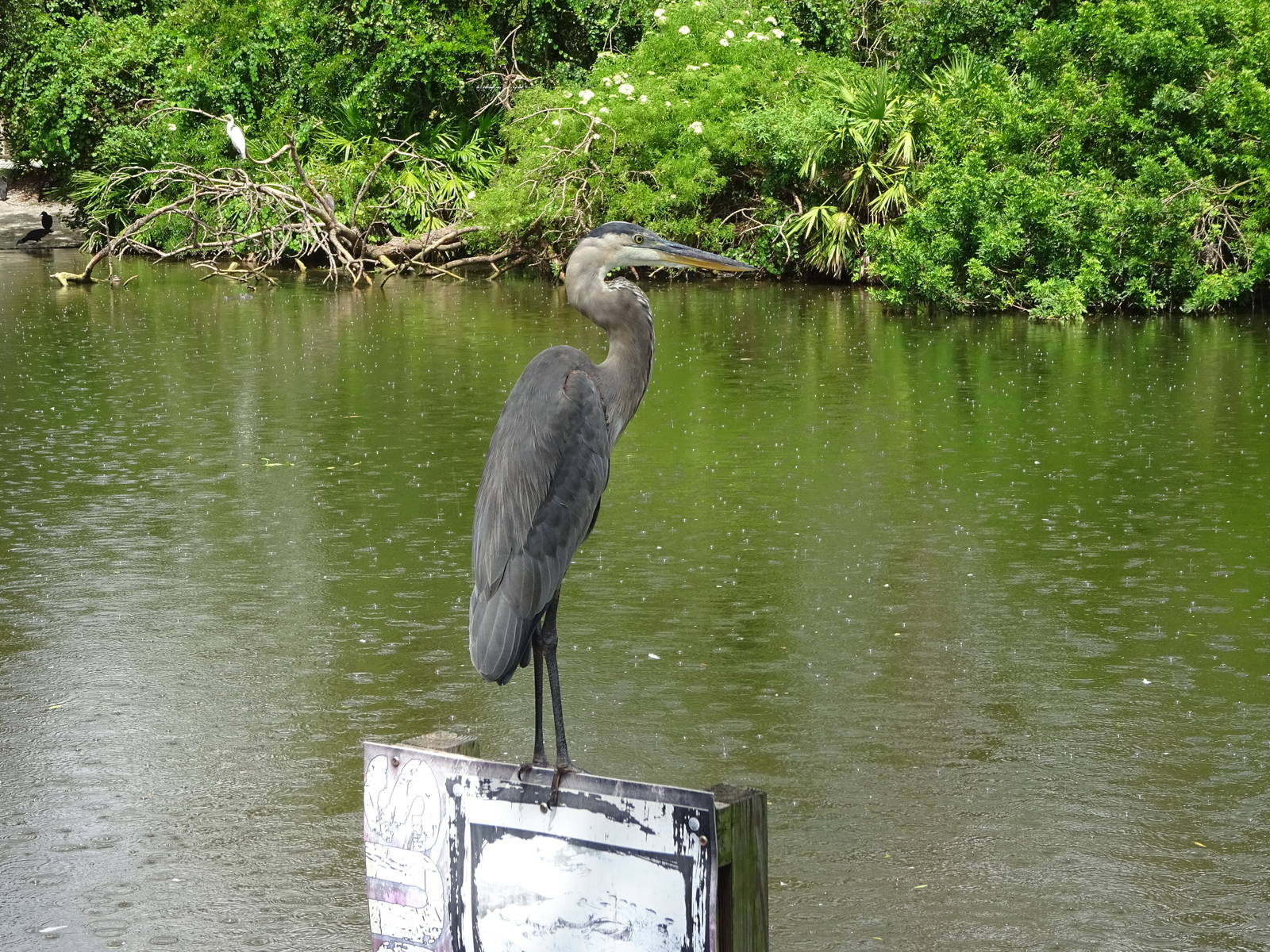 Great Blue Heron at Gatorland