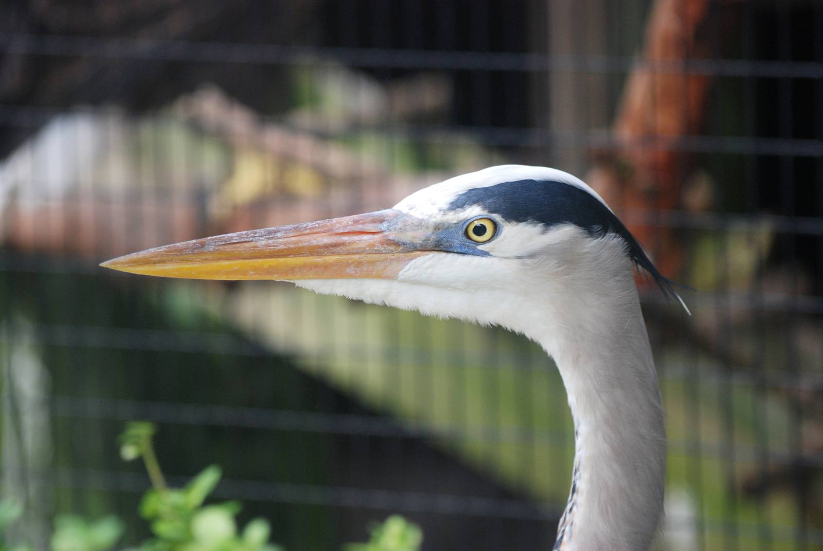 Great Blue Heron at Peace River Wildlife Centre, 09/10/13