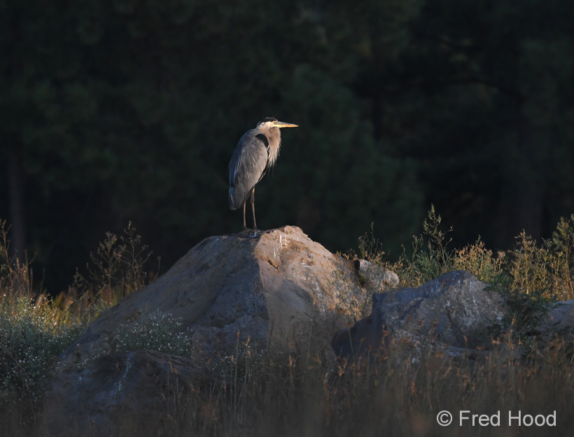 great blue heron (at sunrise)