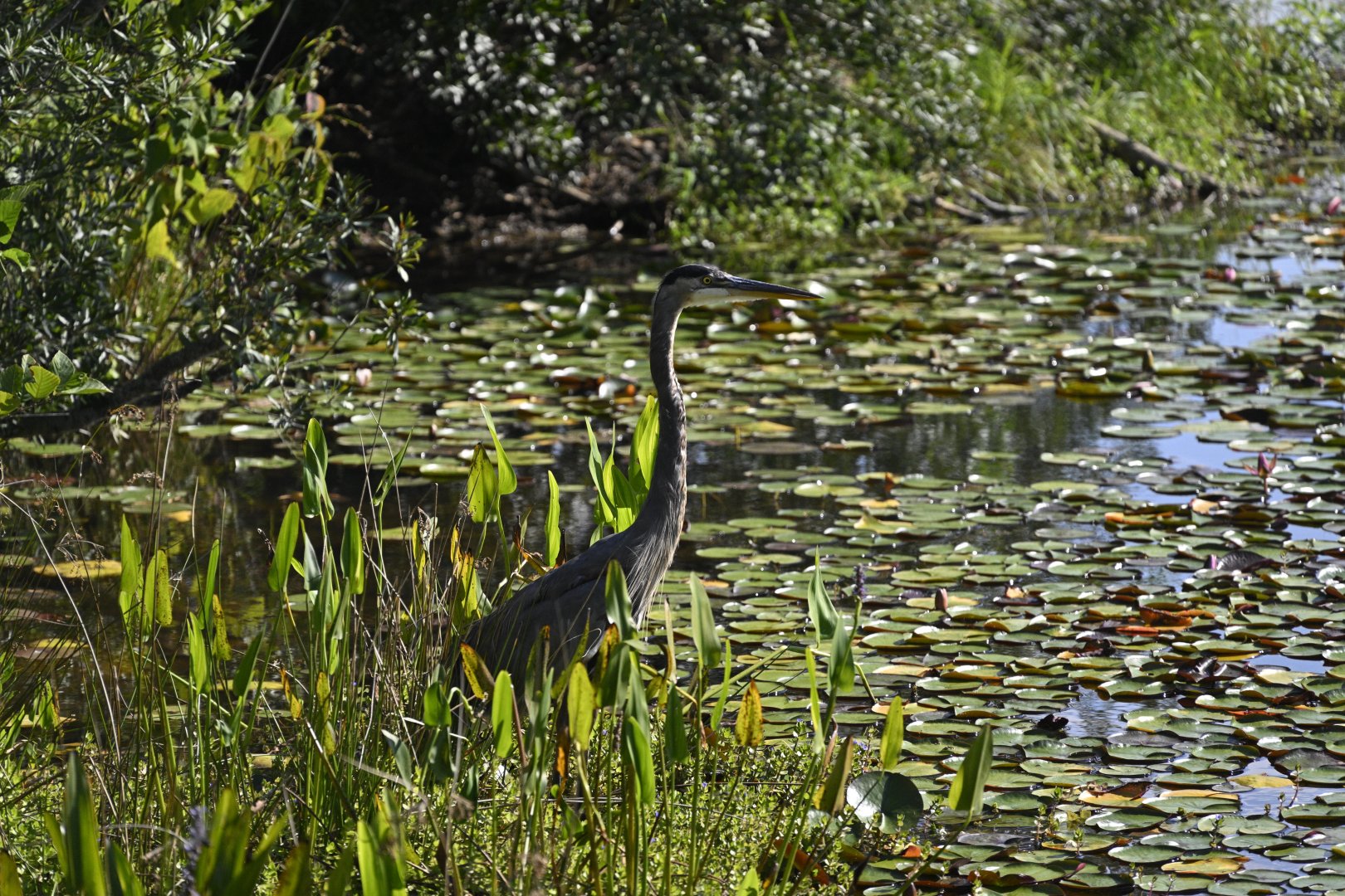 Great Blue Heron at the Marsh