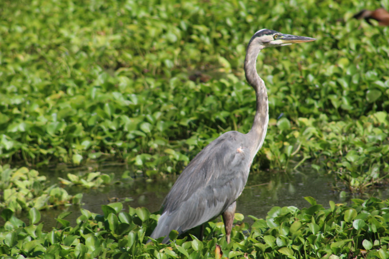 Great blue heron - Brazos Bend State Park
