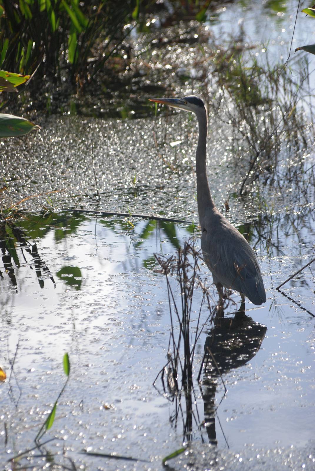 Great Blue Heron, Celery Fields, Sarasota, October 2013