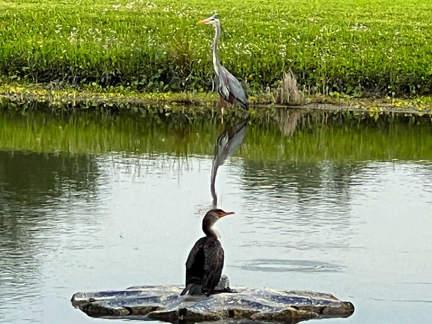 Great Blue Heron & Double Crested Cormorant