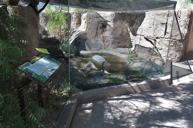 great blue heron exhibit