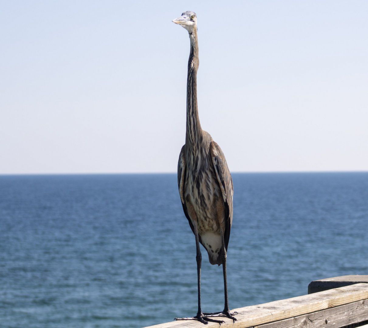 Great Blue Heron - Florida