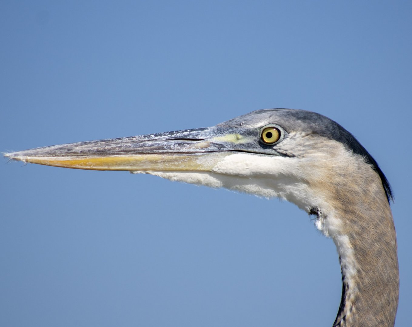 Great Blue Heron - Florida