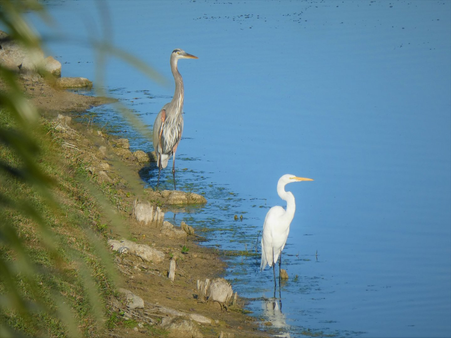 Great Blue Heron, Great Egret