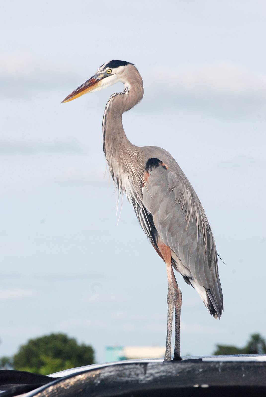 Great Blue Heron, Punta Gorda, October 2013