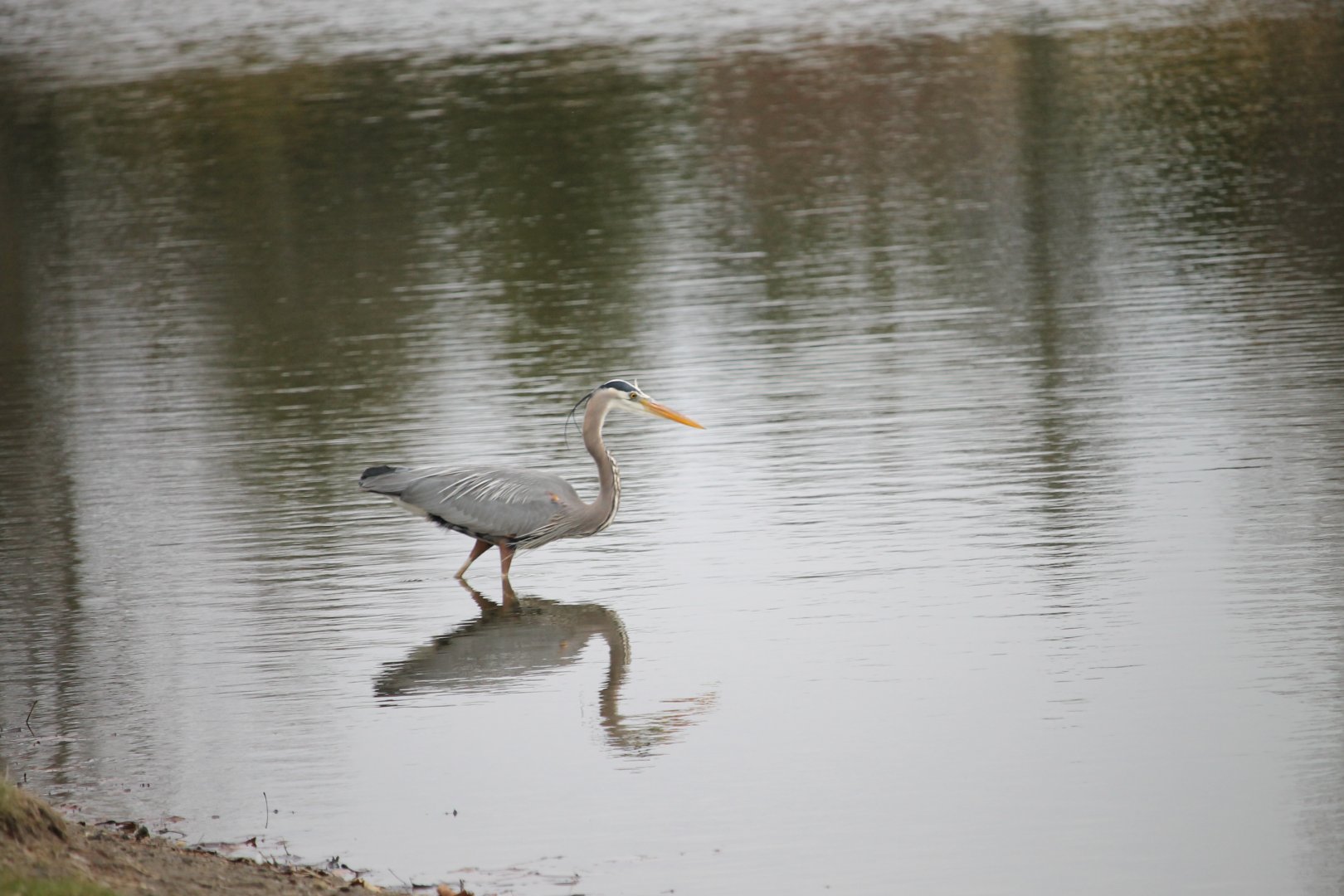 Great Blue Heron Reflection