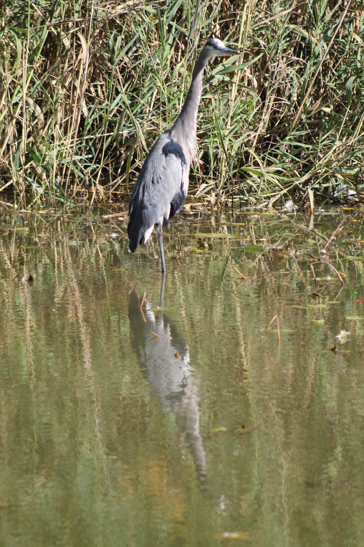 Great Blue Heron Reflection