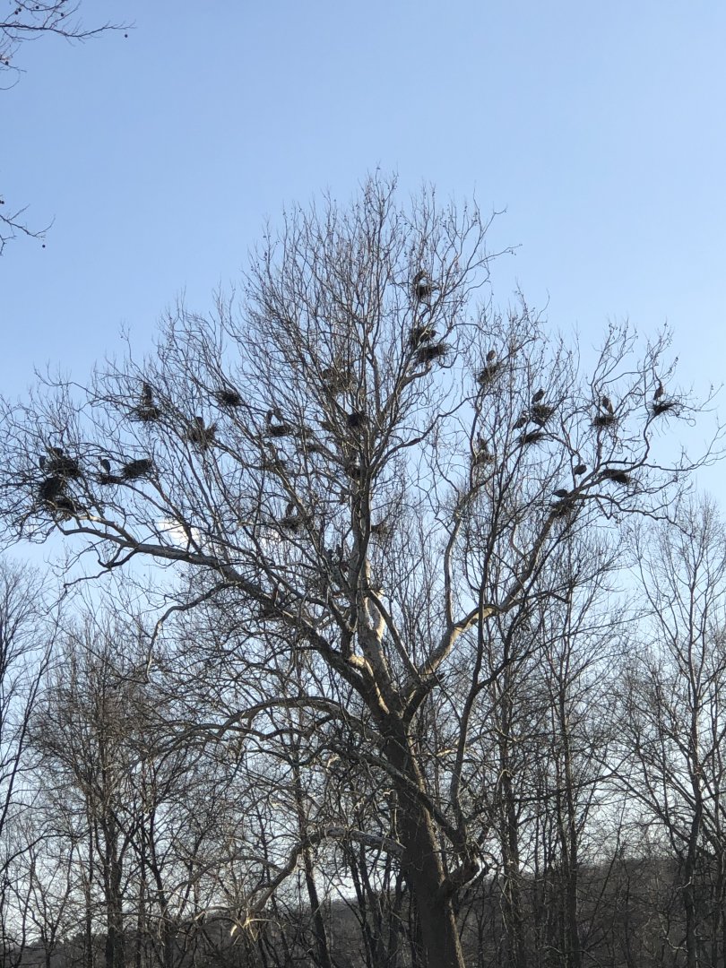 Great Blue Heron Rookery