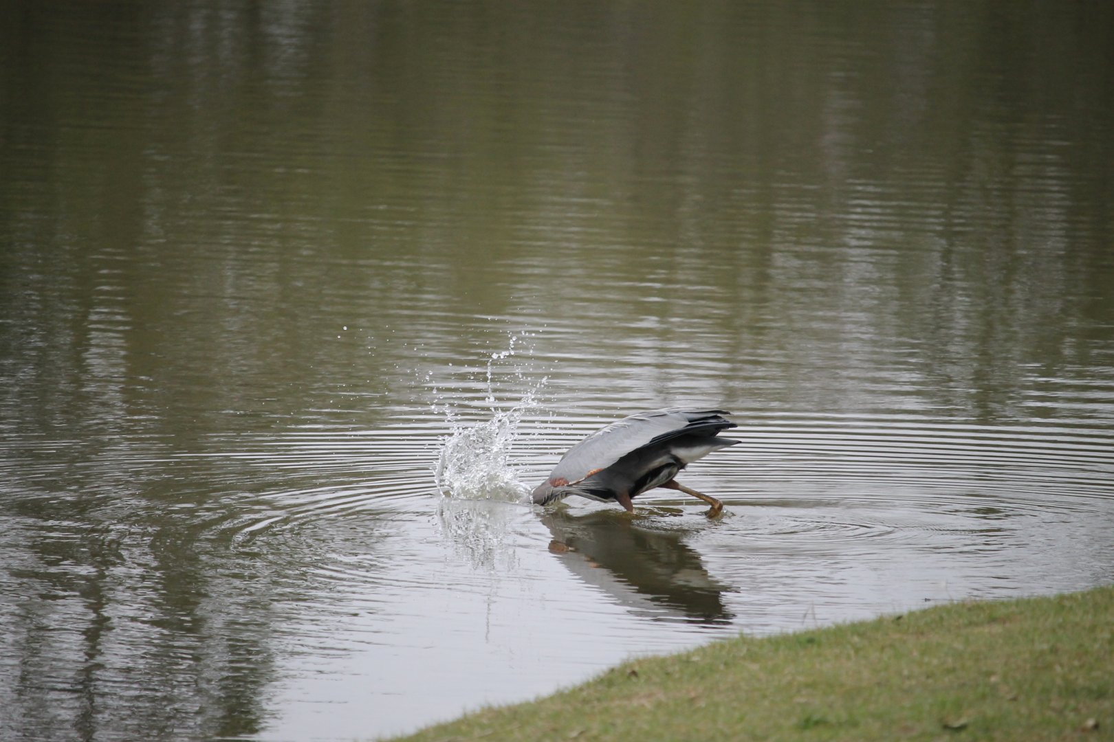 Great Blue Heron Splash