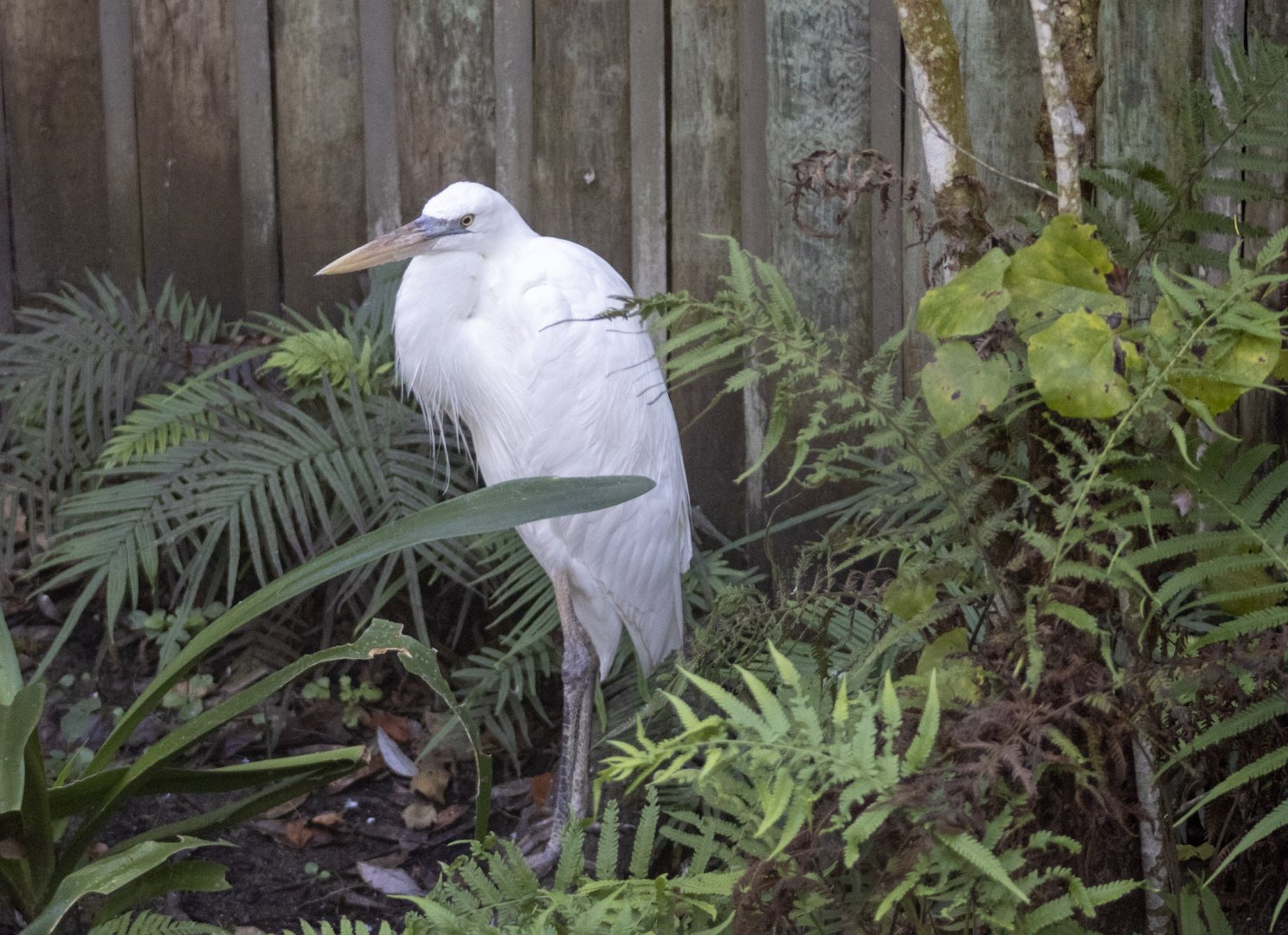 Great Blue Heron (white morph?)