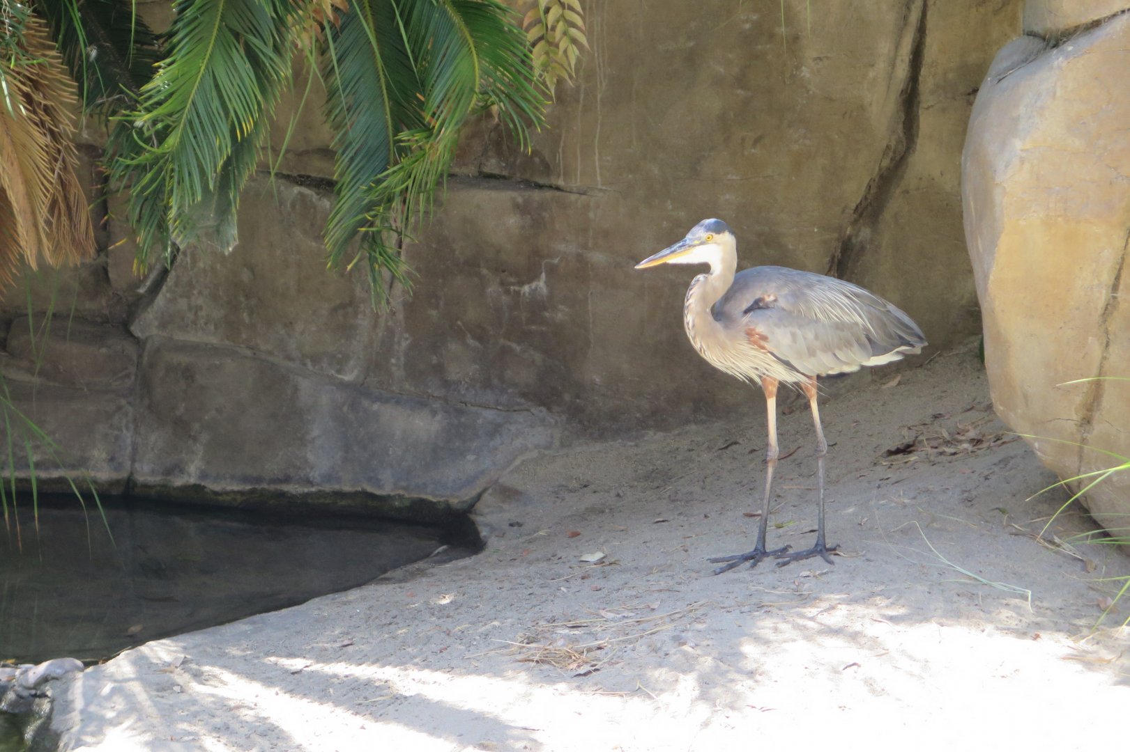 Great Blue Heron Wild (8/23/2024)